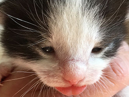 katzenbaby2-bueckeburg Start-ins-Leben-Patenschaft - Übersicht aller Tierbabys