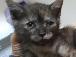 katzenbaby2-weiblich-katzenstation-thueringen Start-ins-Leben-Patenschaft - Übersicht aller Tierbabys