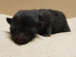 katzenbaby2-weiblich-tierschutzliga-dorf Start-ins-Leben-Patenschaft - Übersicht aller Tierbabys