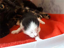 katzenbaby2-weiblich-unterheinsdorf Start-ins-Leben-Patenschaft - Übersicht aller Tierbabys