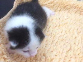 katzenbaby2-weiblich-wollaberg Start-ins-Leben-Patenschaft - Übersicht aller Tierbabys
