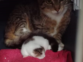 katzenbaby2.1-bueckeburg-1 Start-ins-Leben-Patenschaft - Übersicht aller Tierbabys