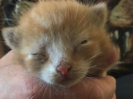 katzenbaby2.1-bueckeburg Start-ins-Leben-Patenschaft - Übersicht aller Tierbabys