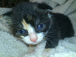 katzenbaby2.1-weiblich-bueckeburg Start-ins-Leben-Patenschaft - Übersicht aller Tierbabys
