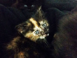 katzenbaby2.1-weiblich-tierschutzliga-dorf Start-ins-Leben-Patenschaft - Übersicht aller Tierbabys