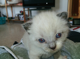 katzenbaby2.2-maennlich-bueckeburg Start-ins-Leben-Patenschaft - Übersicht aller Tierbabys