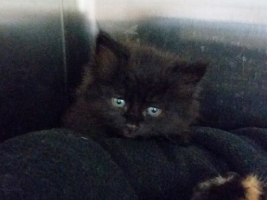 katzenbaby2.2-tierschutzliga-dorf Start-ins-Leben-Patenschaft - Übersicht aller Tierbabys