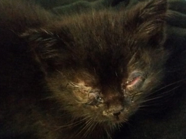 katzenbaby2.3-tierschutzliga-dorf Start-ins-Leben-Patenschaft - Übersicht aller Tierbabys