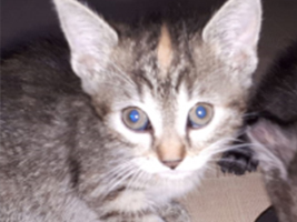 katzenbaby3-weiblich-katzenstation-thueringen Start-ins-Leben-Patenschaft - Übersicht aller Tierbabys