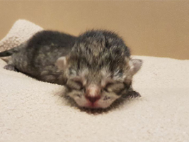 katzenbaby3-weiblich-tierschutzliga-dorf Start-ins-Leben-Patenschaft - Übersicht aller Tierbabys