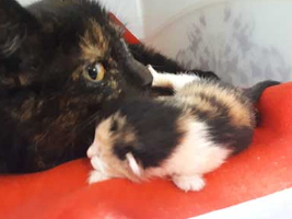 katzenbaby3-weiblich-unterheinsdorf Start-ins-Leben-Patenschaft - Übersicht aller Tierbabys