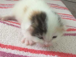 katzenbaby3-weiblich-wollaberg Start-ins-Leben-Patenschaft - Übersicht aller Tierbabys