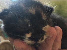 katzenbaby3.1-bueckeburg Start-ins-Leben-Patenschaft - Übersicht aller Tierbabys