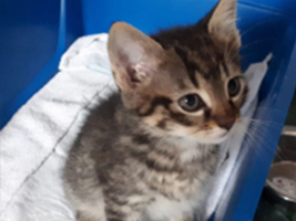 katzenbaby4-maennlich-katzenstation-thueringen Start-ins-Leben-Patenschaft - Übersicht aller Tierbabys