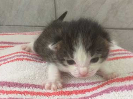 katzenbaby4-weiblich-wollaberg Start-ins-Leben-Patenschaft - Übersicht aller Tierbabys