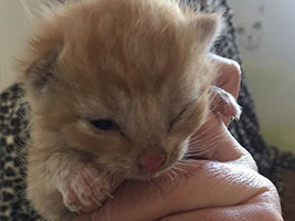 katzenbaby4.1-bueckeburg Start-ins-Leben-Patenschaft - Übersicht aller Tierbabys