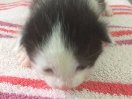 katzenbaby5-weiblich-wollaberg Start-ins-Leben-Patenschaft - Übersicht aller Tierbabys