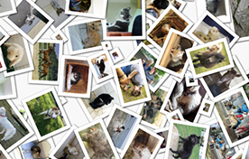 tierratgeber-beitragsbild Startseite - Shopbannertest