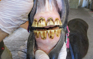 Caesar Schneidezähne vor korrektur