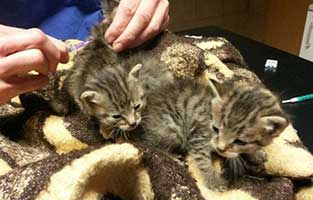 beitragsbild-katzenbabys-ausgesetzt-wald-untersuchung 10 Kitten aus dem Tierheim Bückeburg suchen Start-ins-Leben Paten