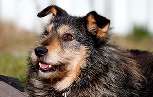 bob-gluecklich-vermittelt Zuhause gefunden - Tierschutzliga Dorf