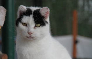 fauch ekh bückeburg beitragsbild