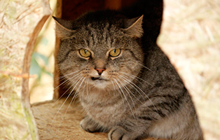 felix-gluecklich-vermittelt Zuhause gefunden - Tierschutzliga Dorf