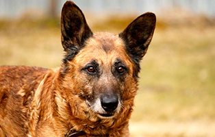 gluecklich-vermittelt-charly Hausmeister gesucht im Tierschutzliga-Dorf