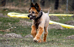 gluecklich-vermittelt-otto Hausmeister gesucht im Tierschutzliga-Dorf