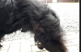 hund-verwahrlost-13-katzen-flöhe Veterinäramt holt verwahrlosten Hund und 13 Katzen aus Wohnung