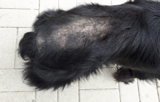 hund-verwahrlost-13-katzen-rücken Veterinäramt holt verwahrlosten Hund und 13 Katzen aus Wohnung