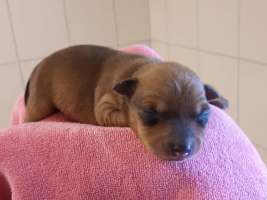 hundebaby1-weiblich-unterheinsdorf Start-ins-Leben-Patenschaft - Übersicht aller Tierbabys