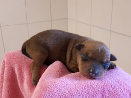 hundebaby2-weiblich-unterheinsdorf Start-ins-Leben-Patenschaft - Übersicht aller Tierbabys