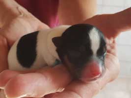 hundebaby2.1-maennlich-wollaberg Start-ins-Leben-Patenschaft - Übersicht aller Tierbabys