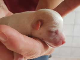 hundebaby2.2-maennlich-wollaberg Start-ins-Leben-Patenschaft - Übersicht aller Tierbabys