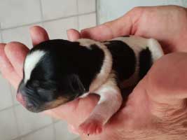 hundebaby2.3-weiblich-wollaberg Start-ins-Leben-Patenschaft - Übersicht aller Tierbabys