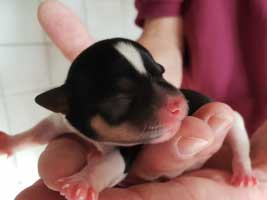 hundebaby2.4-weiblich-wollaberg Start-ins-Leben-Patenschaft - Übersicht aller Tierbabys