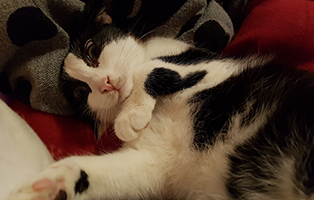 katze-nelly-gluecklich-vermittelt-beitragsbild Katze Nelly bedankt sich