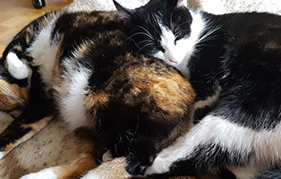 katze-nelly-gluecklich-vermittelt-kuschelt Katze Nelly bedankt sich