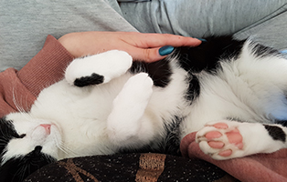 katze-nelly-gluecklich-vermittelt-schoss Katze Nelly bedankt sich
