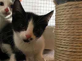 katzenbaby-2.1-weiblich-bueckeburg Start-ins-Leben-Patenschaft - Übersicht aller Tierbabys