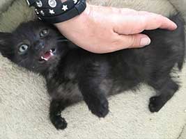 katzenbaby-2.10-maennlich-bueckeburg Start-ins-Leben-Patenschaft - Übersicht aller Tierbabys