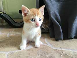 katzenbaby-2.11-maennlich-bueckeburg Start-ins-Leben-Patenschaft - Übersicht aller Tierbabys