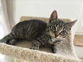 katzenbaby-2.12-maennlich-bueckeburg Start-ins-Leben-Patenschaft - Übersicht aller Tierbabys