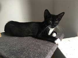 katzenbaby-2.13-weiblich-bueckeburg Start-ins-Leben-Patenschaft - Übersicht aller Tierbabys