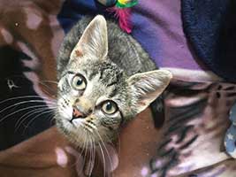 katzenbaby-2.14-weiblich-bueckeburg Start-ins-Leben-Patenschaft - Übersicht aller Tierbabys