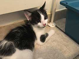 katzenbaby-2.2-maennlich-bueckeburg Start-ins-Leben-Patenschaft - Übersicht aller Tierbabys
