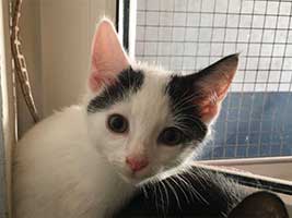 katzenbaby-2.3-maennlich-bueckeburg Start-ins-Leben-Patenschaft - Übersicht aller Tierbabys
