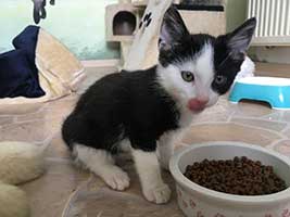 katzenbaby-2.4-maennlich-bueckeburg Start-ins-Leben-Patenschaft - Übersicht aller Tierbabys