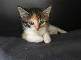 katzenbaby-2.5-weiblich-bueckeburg Start-ins-Leben-Patenschaft - Übersicht aller Tierbabys